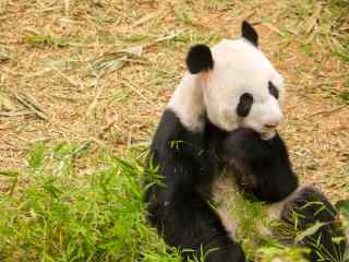 坐在草坪上傻愣愣熊猫桌面壁纸
