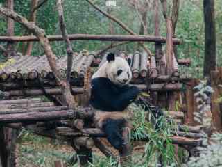 悠闲自在吃竹子的大熊猫桌面壁纸