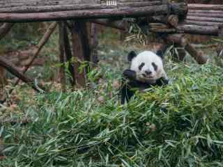 开心吃竹子的熊猫