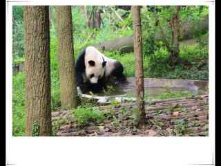 可爱大熊猫水中嬉戏桌面壁纸