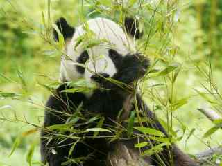 熊猫躲在竹林后面
