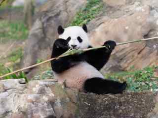 吃着竹子的大熊猫桌面壁纸