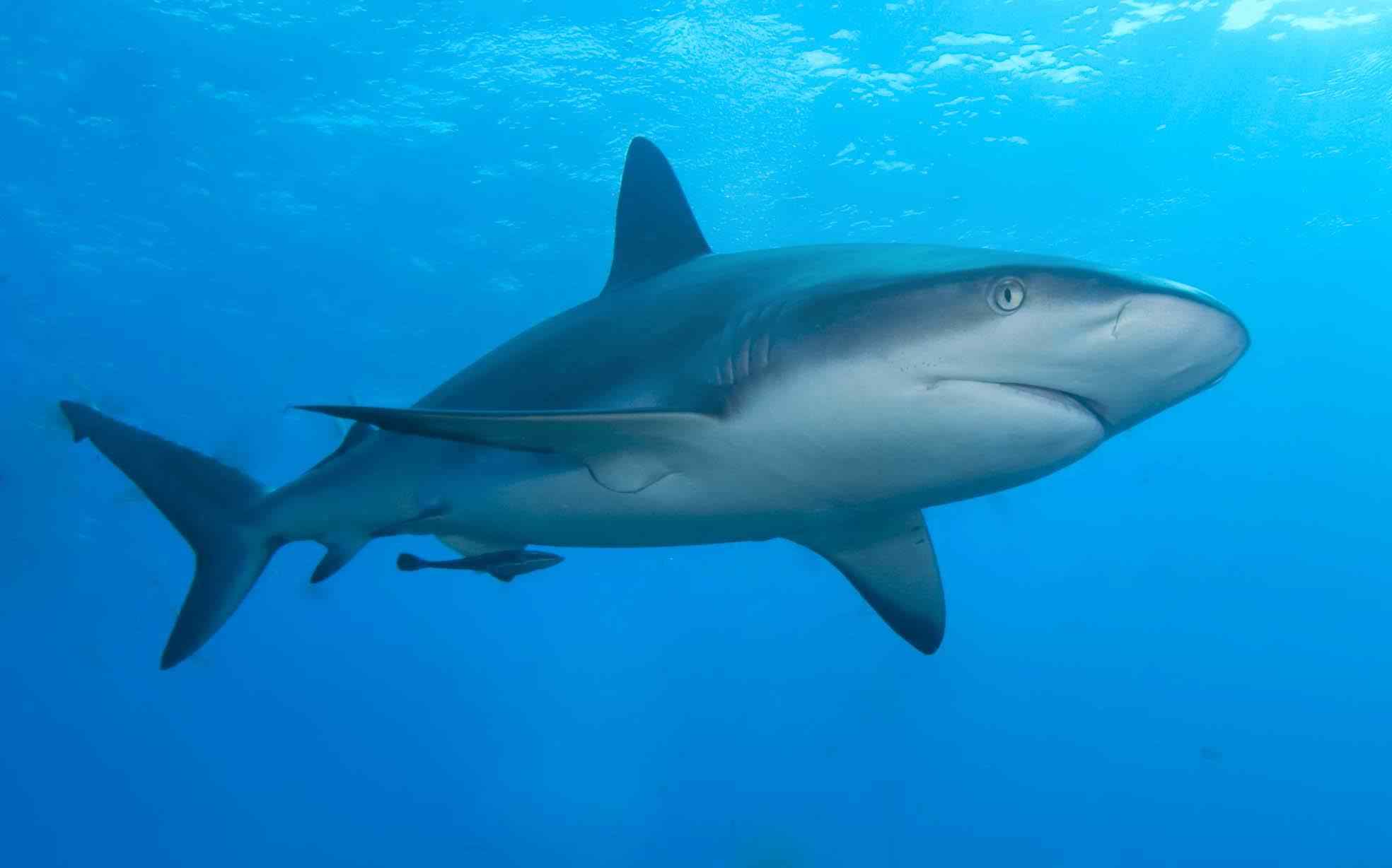 海洋生物大白鲨凶猛桌面壁纸