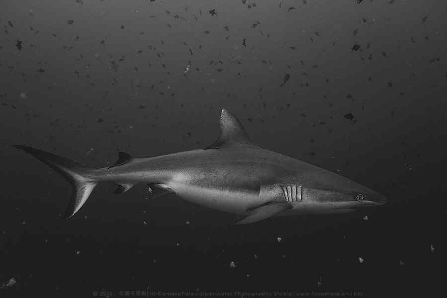 穿梭在鱼群的大白鲨桌面壁纸