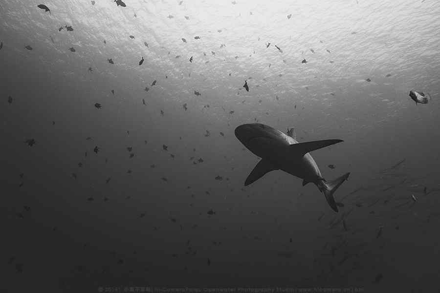 黑白色海底世界鲨鱼桌面壁纸