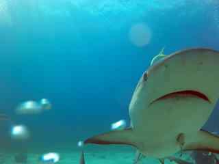 深海底下的鲨鱼桌面壁纸