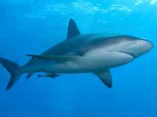 海洋生物大白鲨凶