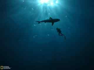 海底生物大白鲨桌面壁纸