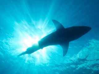 深海下鲨鱼的影子
