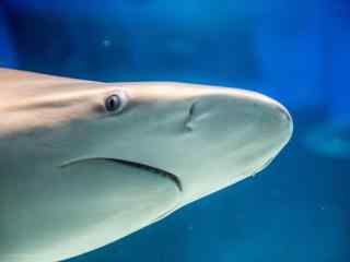 海洋生物大白鲨桌面壁纸