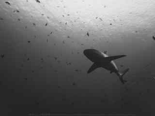 黑白色海底世界鲨鱼桌面壁纸