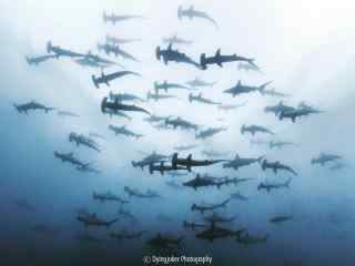 海洋下的鲨鱼群桌