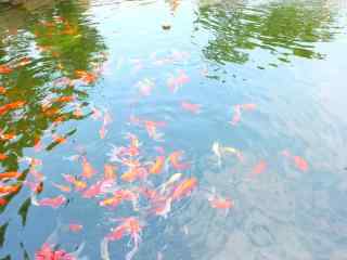 池塘中欢快的锦鲤大王桌面壁纸