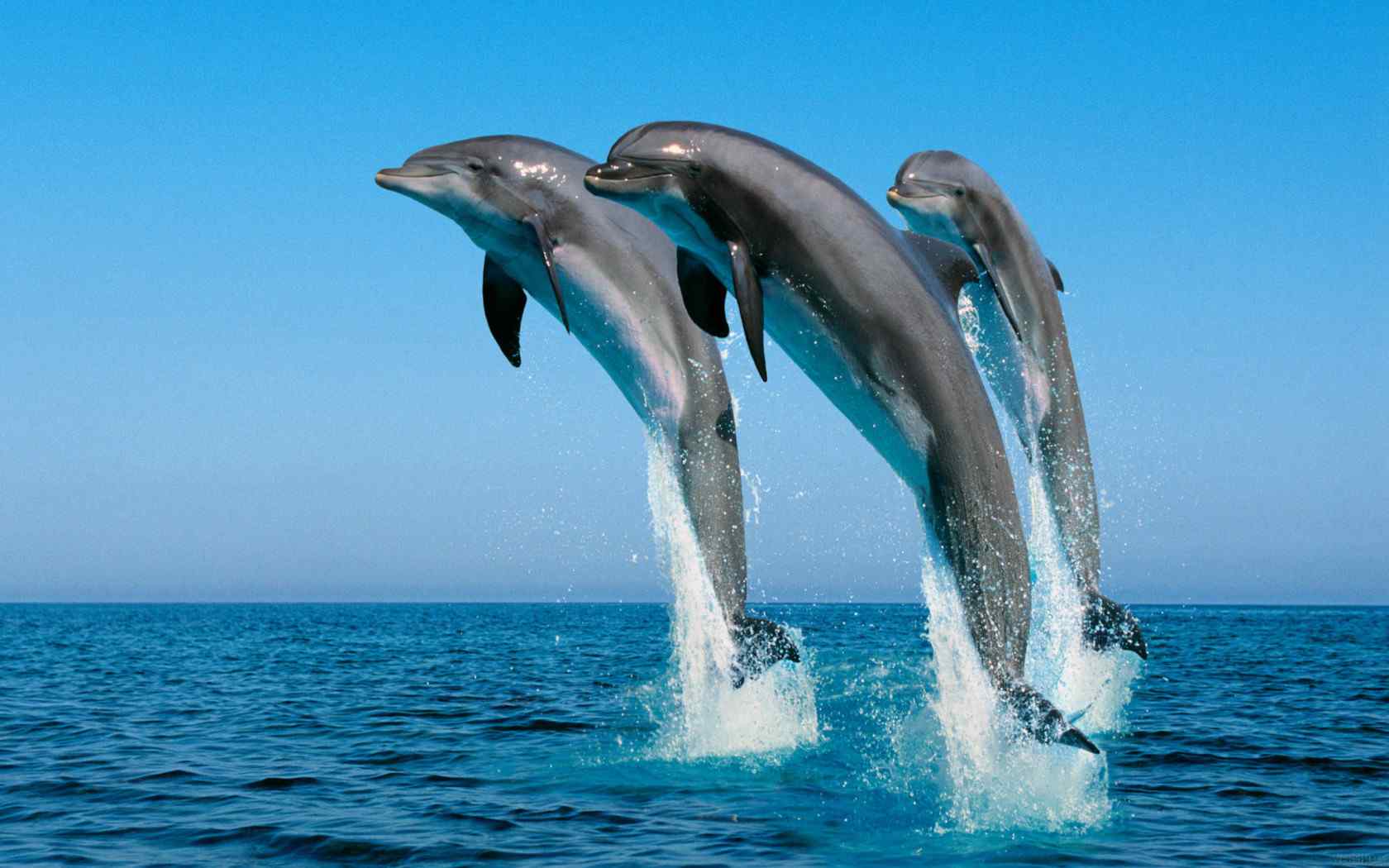 三只海豚飞跃海绵桌面壁纸