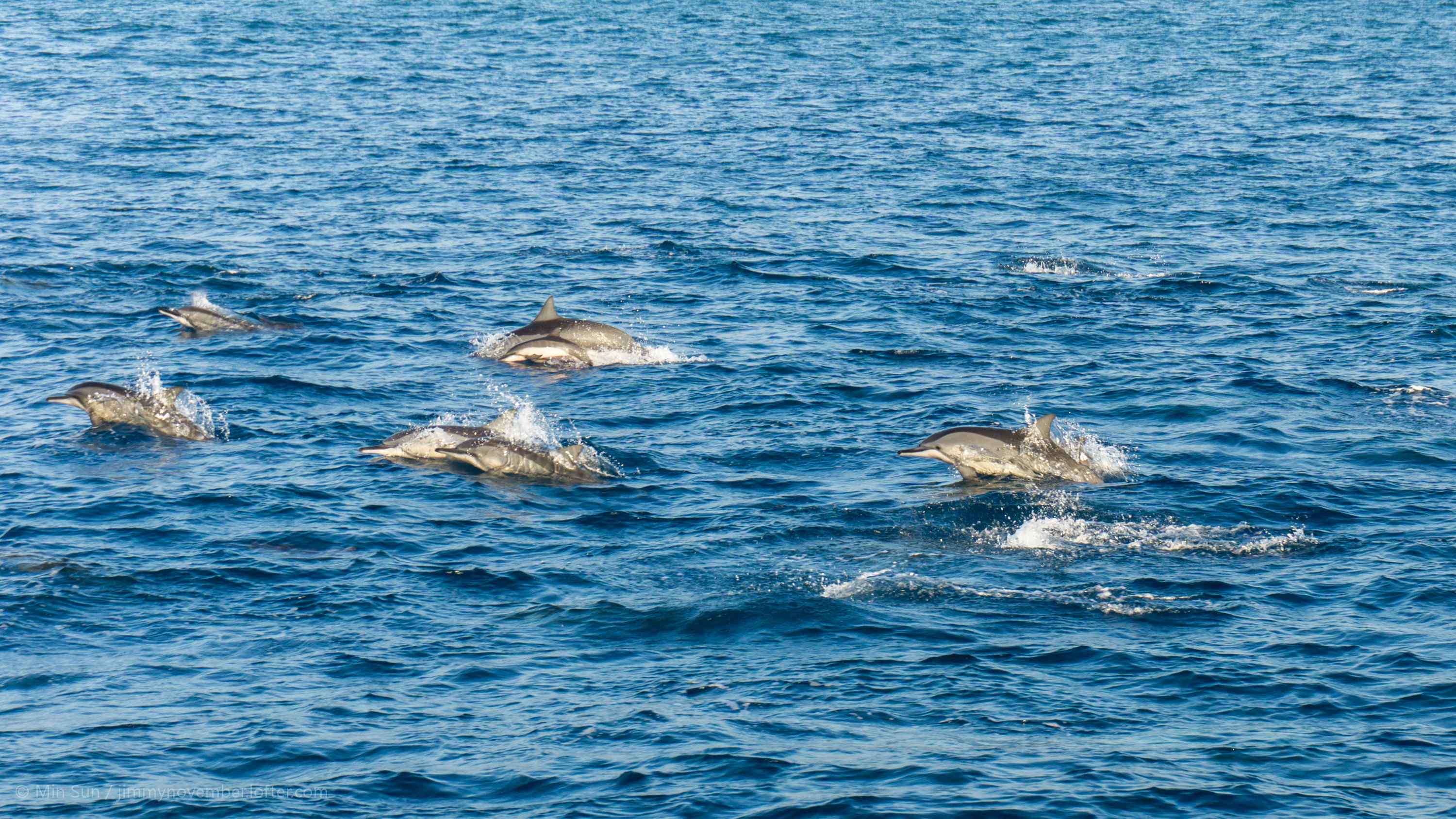 海面上成群结队的海豚桌面壁纸