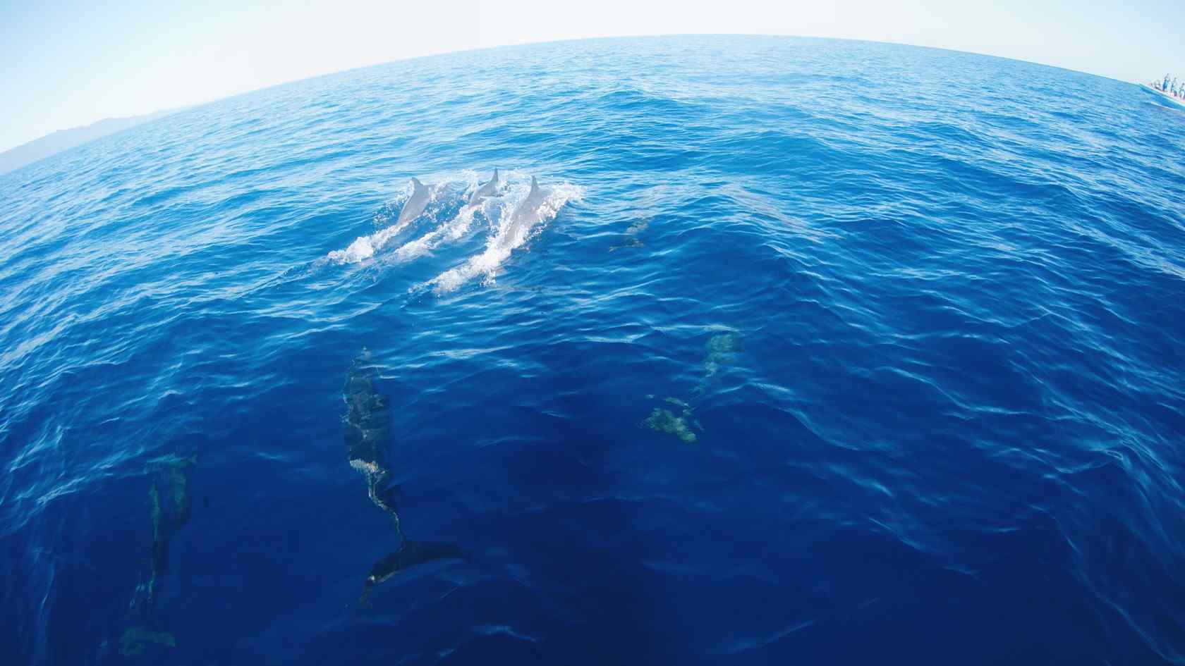 海洋里欢快的海豚桌面壁纸