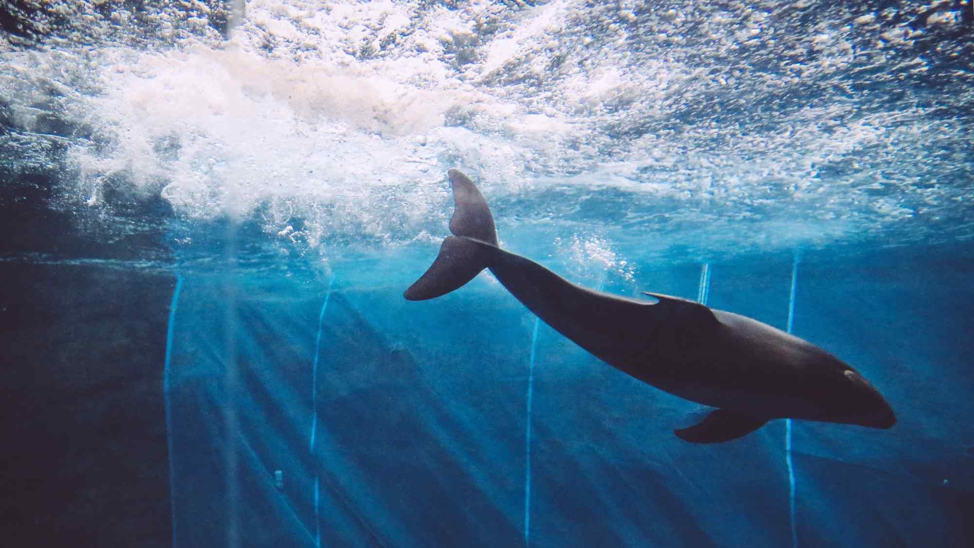 水下可爱的海豚桌面壁纸