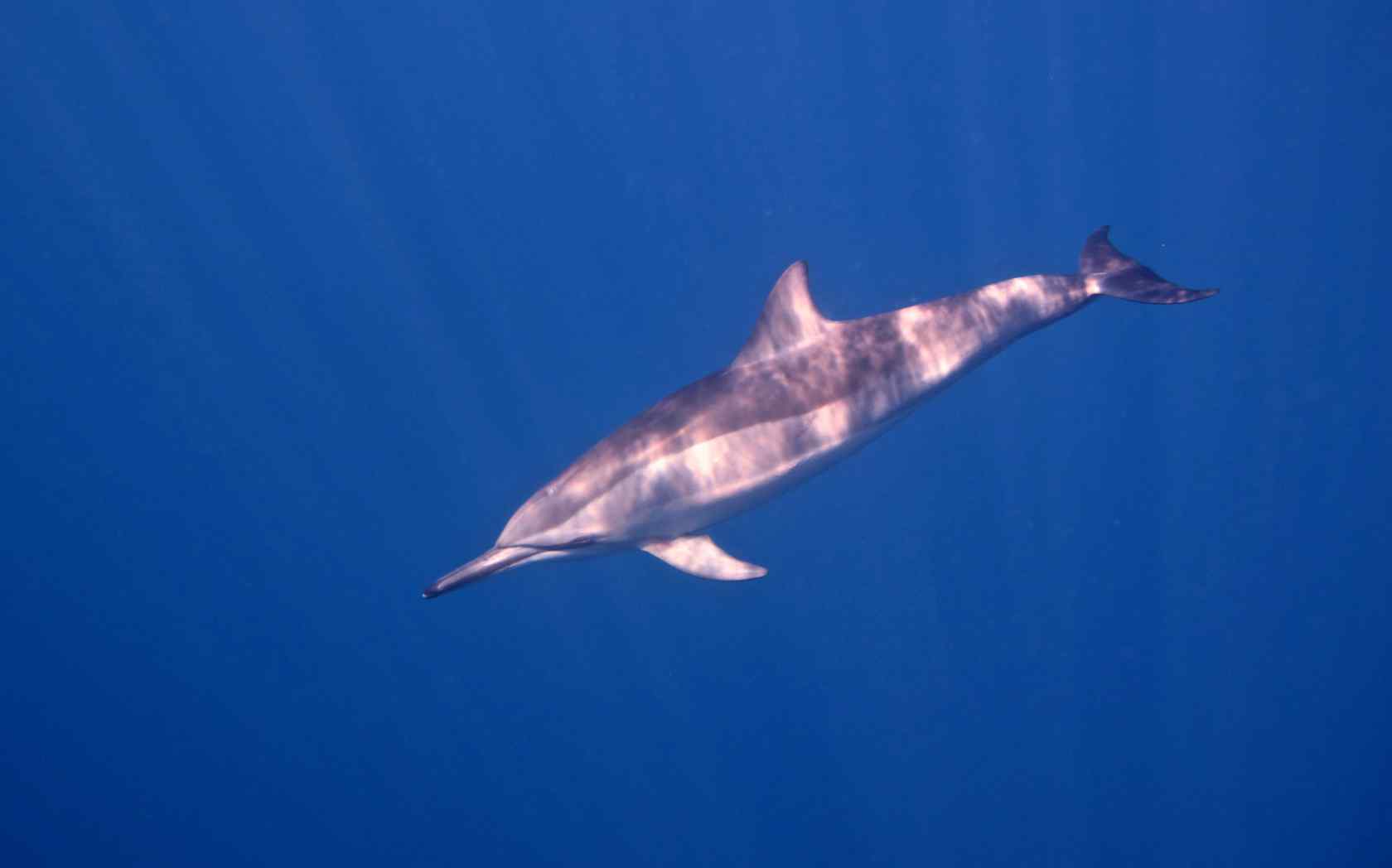 海洋中畅游的海豚桌面壁纸