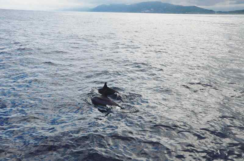 太平洋上两只海豚嬉戏桌面壁纸
