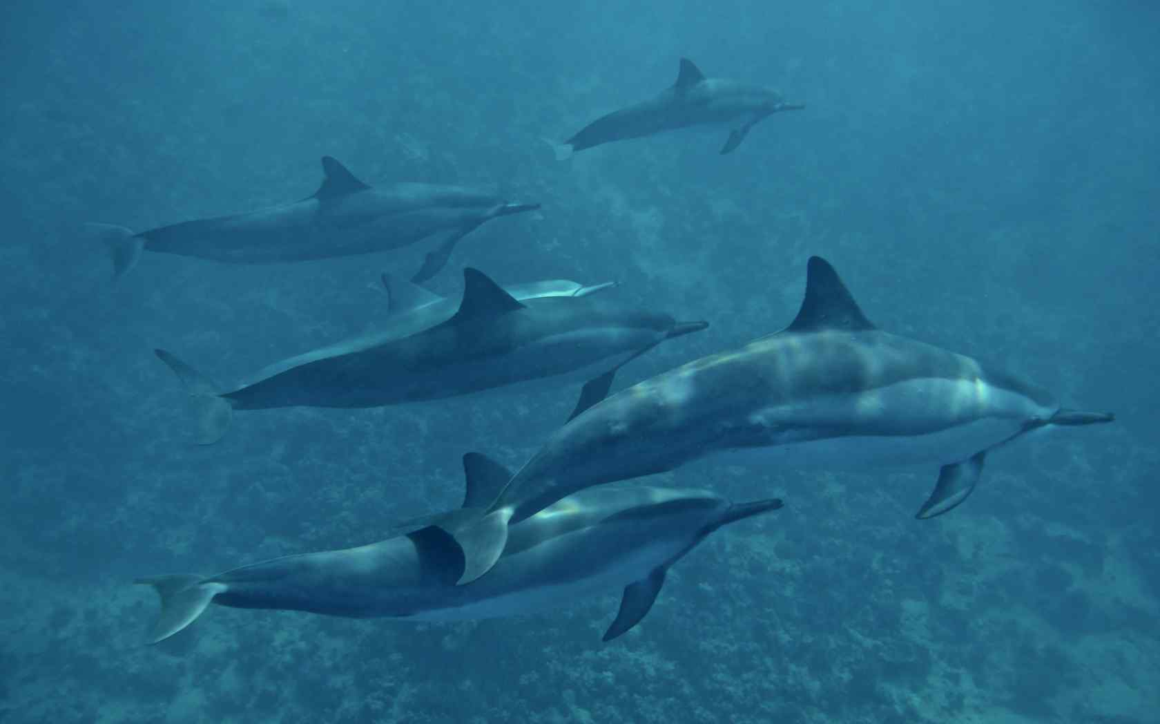 海洋下成群结队的海豚桌面壁纸
