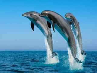 三只海豚飞跃海绵