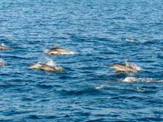 海面上成群结队的海豚桌面壁纸