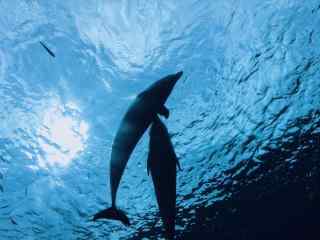 海洋下的两只海豚桌面壁纸