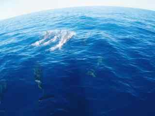 海洋里欢快的海豚