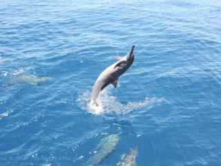 海豚在水面上翻越
