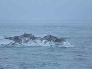 海豚们在水面上飞跃桌面壁纸