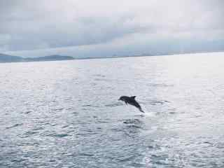 海面上翻越的海豚
