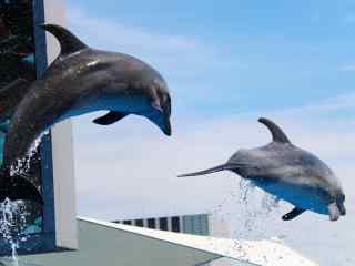 在空中跳舞的海豚