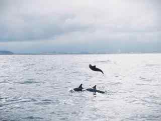 海面上欢快的海豚