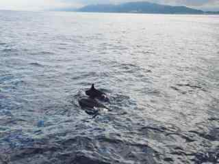 太平洋上两只海豚嬉戏桌面壁纸