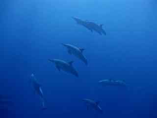 深海里欢快的海豚桌面壁纸