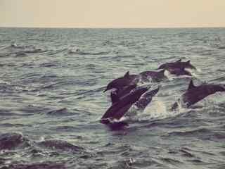 在海绵旋转的海豚