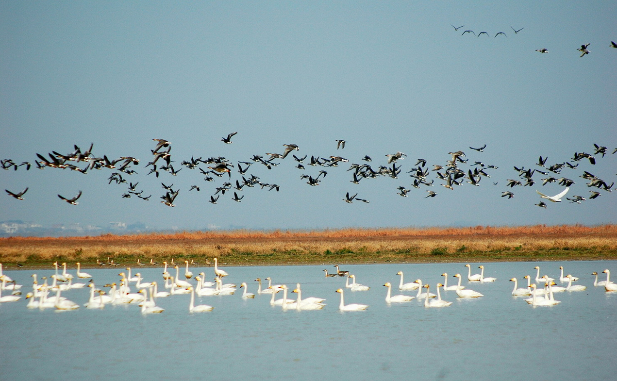 鄱阳湖湿地上的白鹤大雁灰鹤