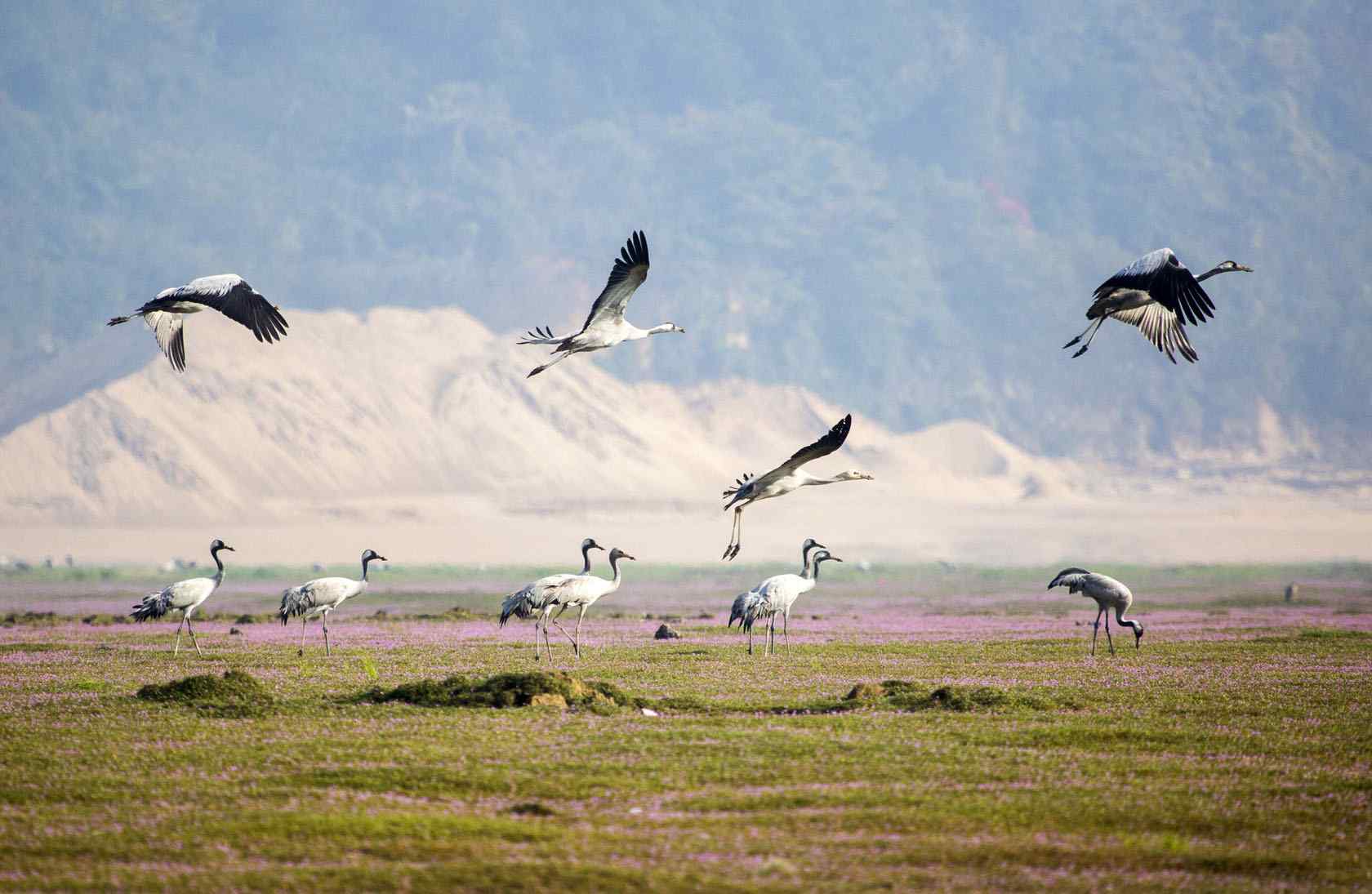 鄱阳湖湿地公园花海上的白鹤
