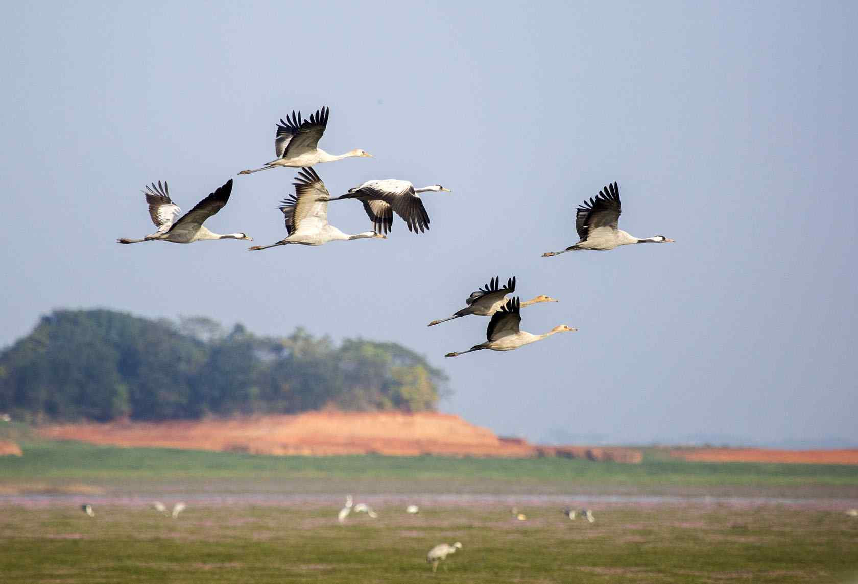 鄱阳湖湿地公园上飞翔的白鹤图片壁纸