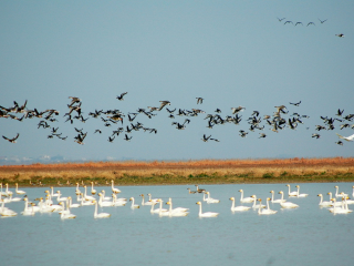 鄱阳湖湿地上的白鹤大雁灰鹤