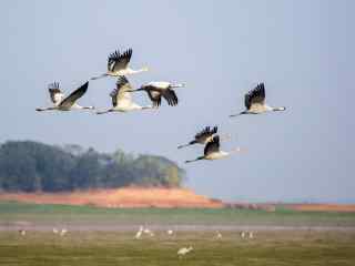 鄱阳湖湿地公园上飞翔的白鹤图片壁纸