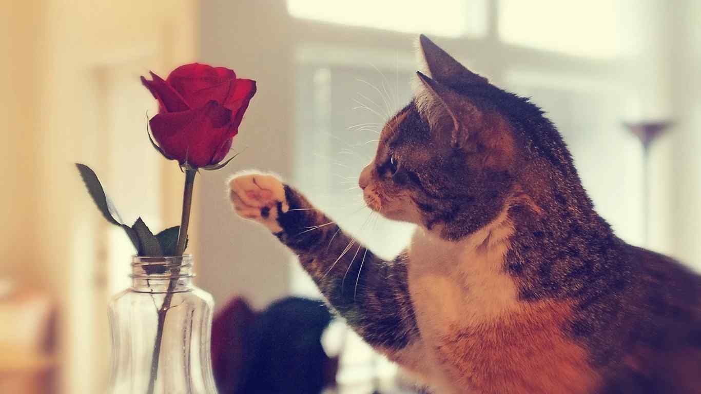 猫咪与玫瑰花的碰撞唯美壁纸桌面