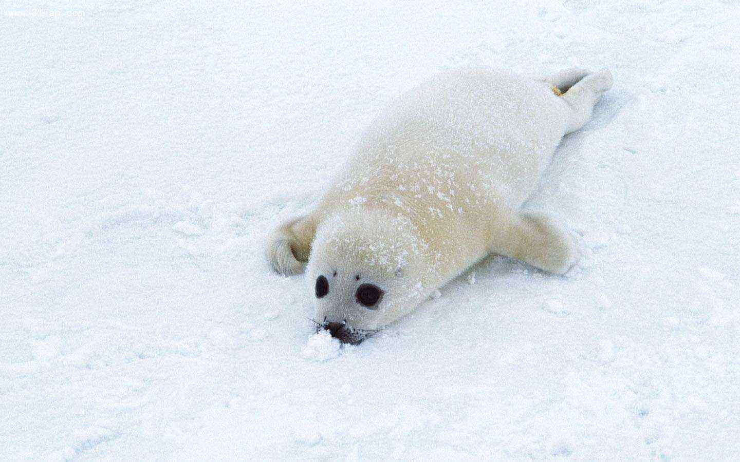 白色小海豹在雪中打滚桌面壁纸