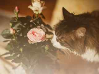 猫咪与玫瑰花的碰撞桌面壁纸