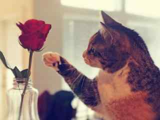 猫咪与玫瑰花的碰撞唯美壁纸桌面