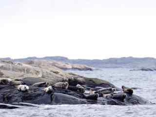 海边石头上一群可爱的海豹桌面壁纸