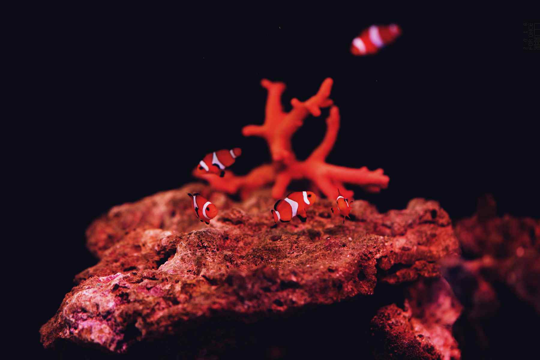 珊瑚礁中的小丑鱼桌面壁纸