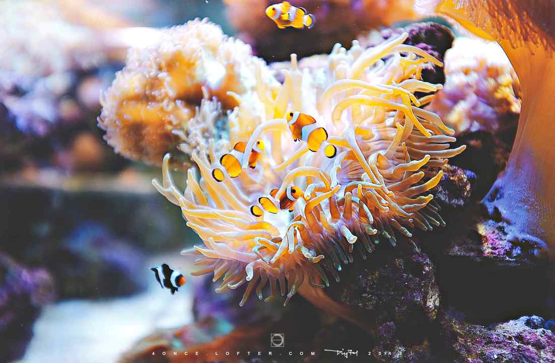 可爱的海葵丛中的小丑鱼图片