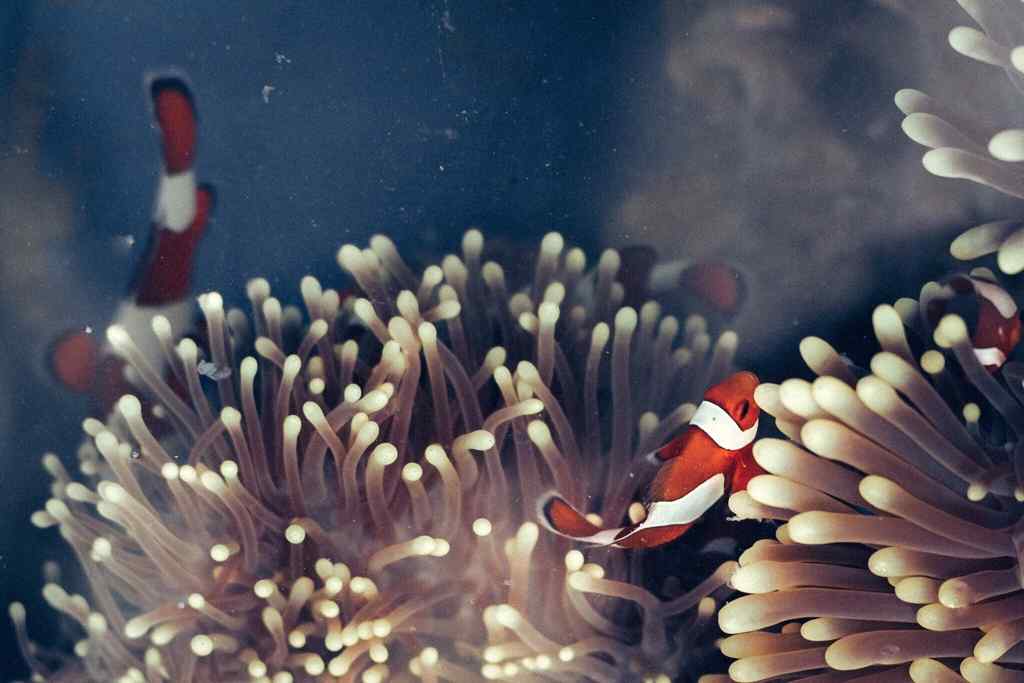 海葵丛中的唯美的小丑鱼图片