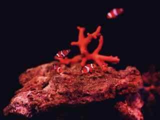 珊瑚礁中的小丑鱼
